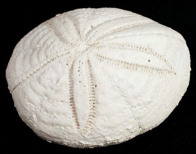 Fossil Sea Urchin From Florida - Lab Prepared #11708